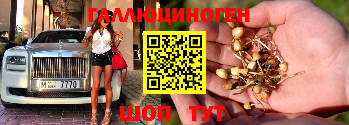 Псилоцибиновые грибы GOLDEN TEACHER  Вход с VPN  Галлюциногенные грибы Psilocybe  Карталы 